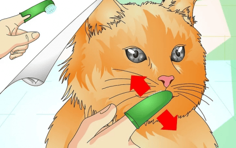 如何检查你的猫的牙齿