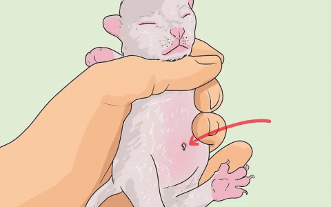 如何判断小猫的年龄