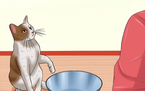 如何判断一只猫是否被虐待过？