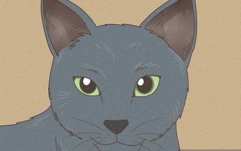 如何识别 Nebelung 猫