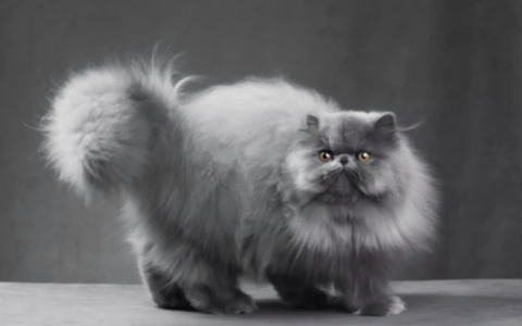 波斯猫（Persian）品种介绍