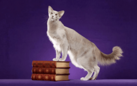 东方长毛猫（Oriental Longhair）品种介绍