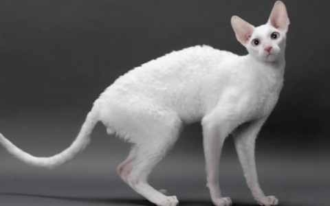 柯尼斯卷毛猫（Cornish Rex）品种介绍