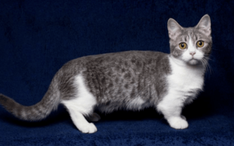 曼基康短毛猫（Munchkin Shorthair）品种介绍