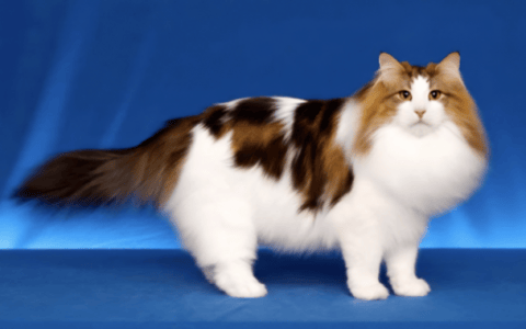 挪威森林猫（Norwegian Forest Cat）品种介绍
