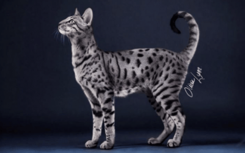 萨凡纳猫（Savannah）品种介绍