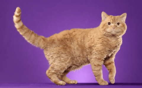 塞尔凯克短卷毛猫（Selkirk Rex Shorthair）品种介绍