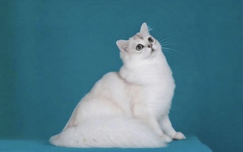 波米拉长毛猫（Burmilla Longhair）品种介绍