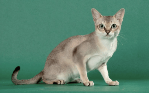 新加坡猫（Singapura）品种介绍